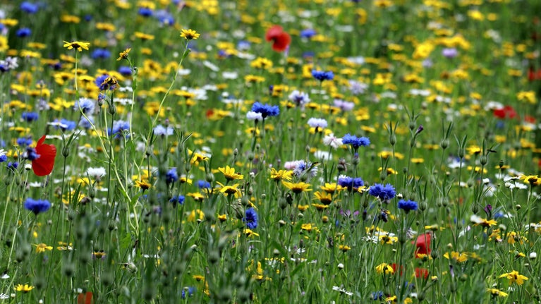 Wild Flowers In Britain National Trust Wild Flowers In Britain National Trust